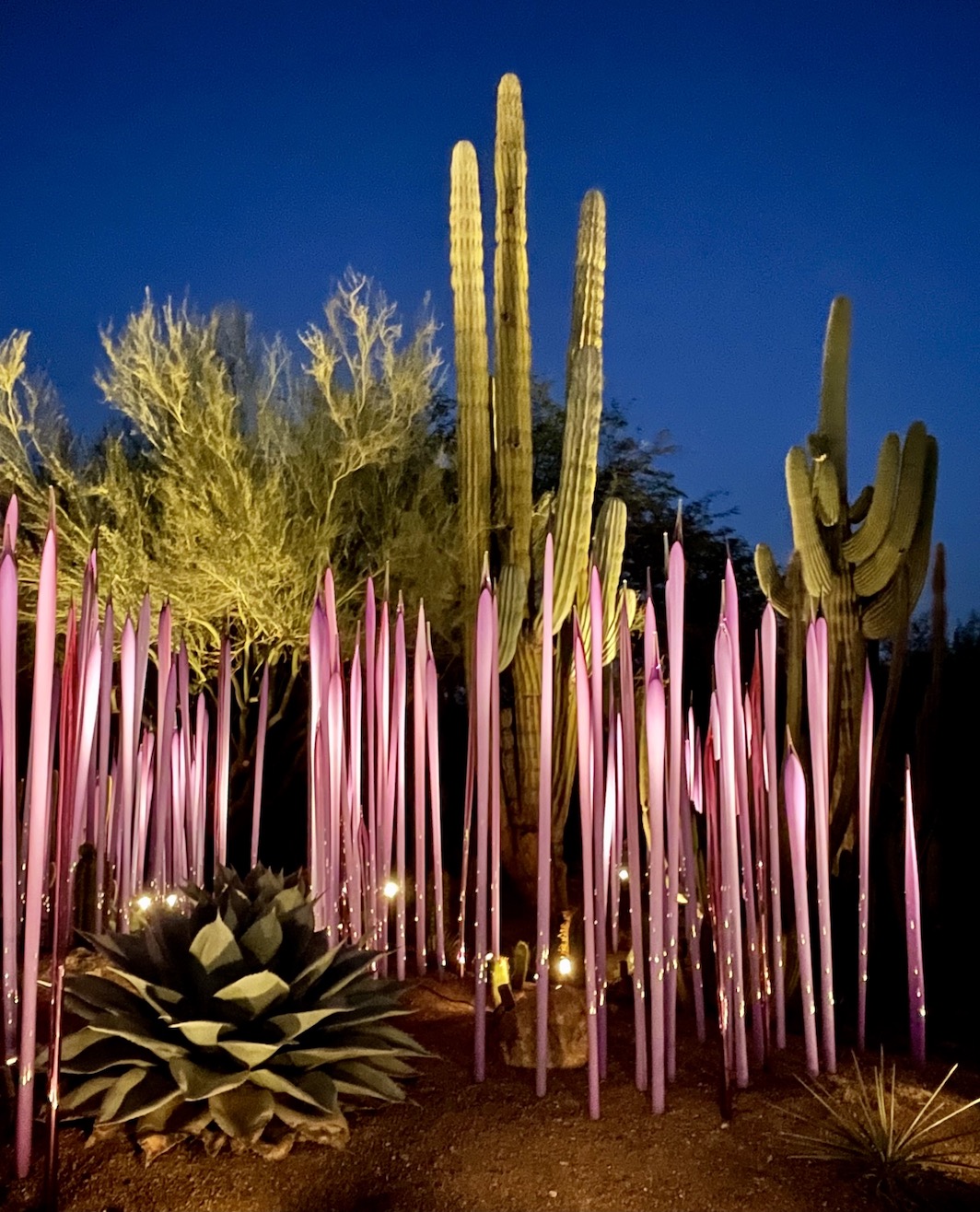 The Desert Botanical Garden in Phoenix celebrates the wide diversity of desert plants over 140 acres.